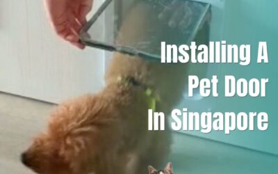 Installing A Pet Door In Singapore